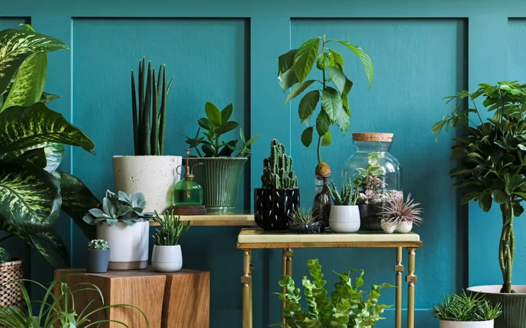 Il verde in casa: idee e piante ideali per un ambiente sano e accogliente